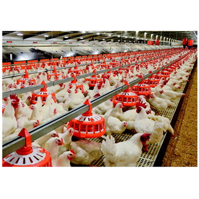 Automatic-Set-of-Pan-Feeder-Poultry-Equipment-for-Breeders_調(diào)整大小.jpg