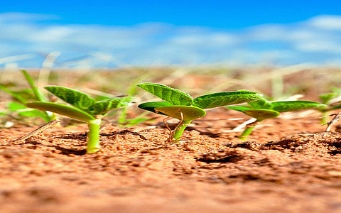 中國(guó)細(xì)胞農(nóng)業(yè)市場(chǎng)調(diào)研