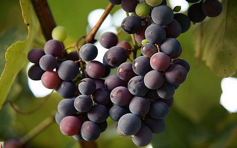 我國數(shù)字農業(yè)的發(fā)展建議與未來趨勢