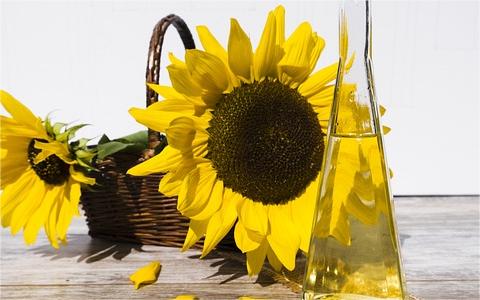 2023年全球及中國(guó)食用油行業(yè)發(fā)展現(xiàn)狀研究及前景預(yù)測(cè)報(bào)告