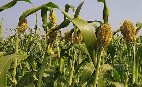 中國高粱行業(yè)發(fā)展環(huán)境分析及趨勢預(yù)測