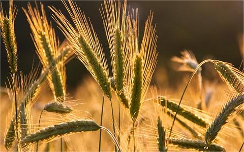全球及中國(guó)黑麥行業(yè)分析報(bào)告