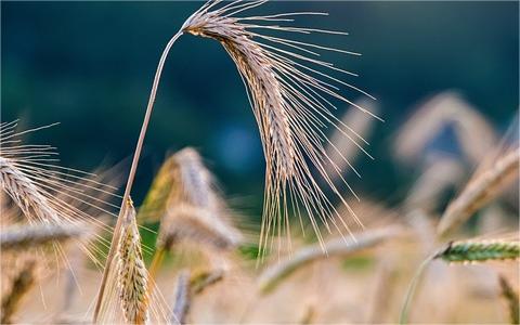 中國黑麥行業(yè)調(diào)研