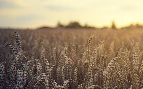 中國黑麥行業(yè)發(fā)展機遇分析及趨勢預測