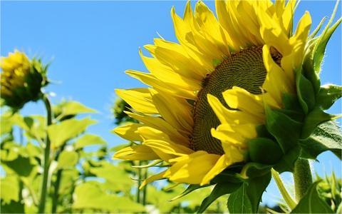 中國植物生長調(diào)節(jié)劑行業(yè)調(diào)研