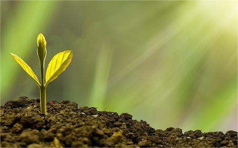 2024年全球及中國植物生長調節(jié)劑行業(yè)發(fā)展現(xiàn)狀分析及前景預測報告