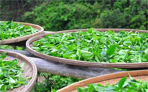 全球及中國茶油行業(yè)分析報告