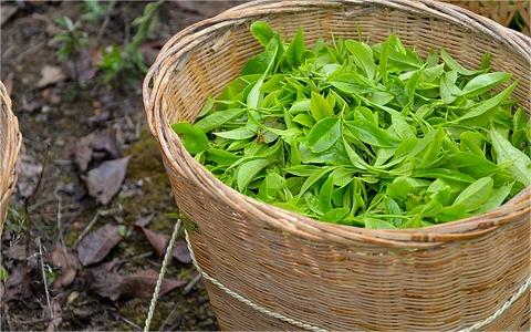 中國(guó)茶油行業(yè)發(fā)展環(huán)境分析及趨勢(shì)預(yù)測(cè)