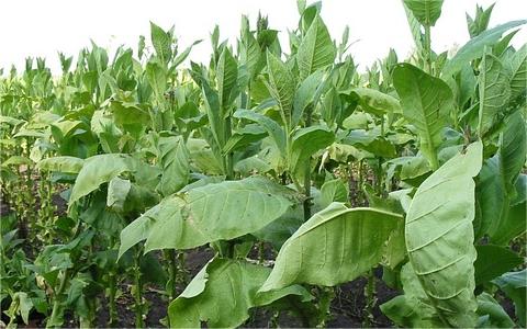 全球及中國煙草物流行業(yè)分析報告