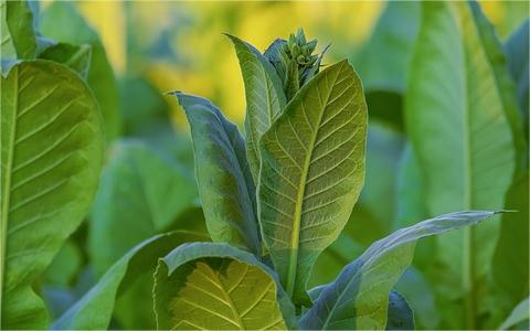 中國煙草物流行業(yè)發(fā)展壁壘分析及趨勢預(yù)測