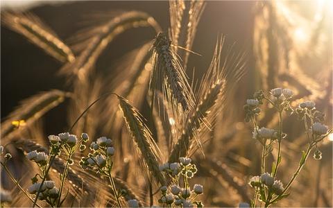 《關于高質(zhì)量推進農(nóng)作物秸稈綜合利用的實施意見》解讀