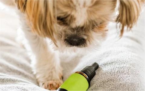 中國寵物醫(yī)院行業(yè)分析