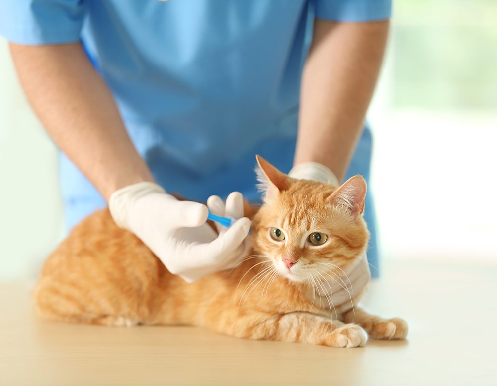 分析報(bào)告：中國獸醫(yī)疫苗佐劑市場(chǎng)調(diào)研