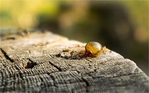 中國(guó)明膠行業(yè)預(yù)測(cè)