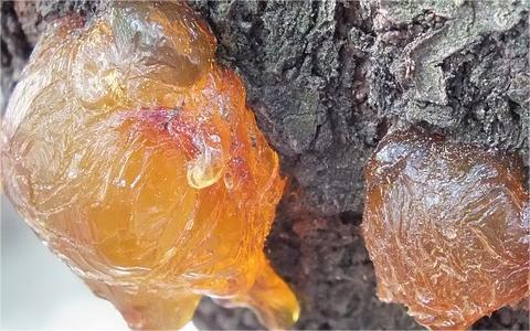 [調(diào)研報告]中國明膠市場全景圖譜 醫(yī)藥領域是主要需求來源