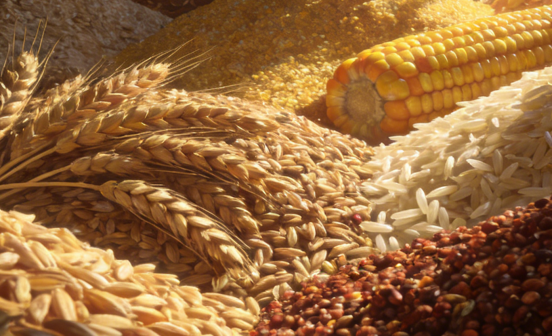 2025年中國糧食產(chǎn)量再創(chuàng)新高，為高質(zhì)量發(fā)展筑牢"壓艙石"